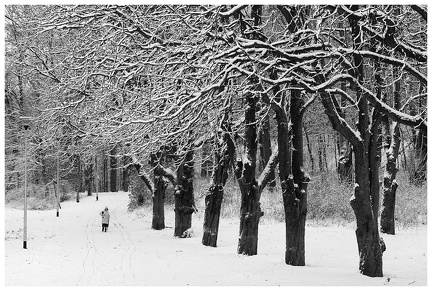 Park Chrobrego