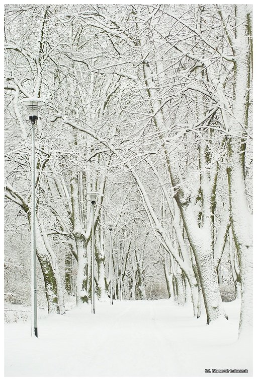Park Chrobrego w zimowej szacie