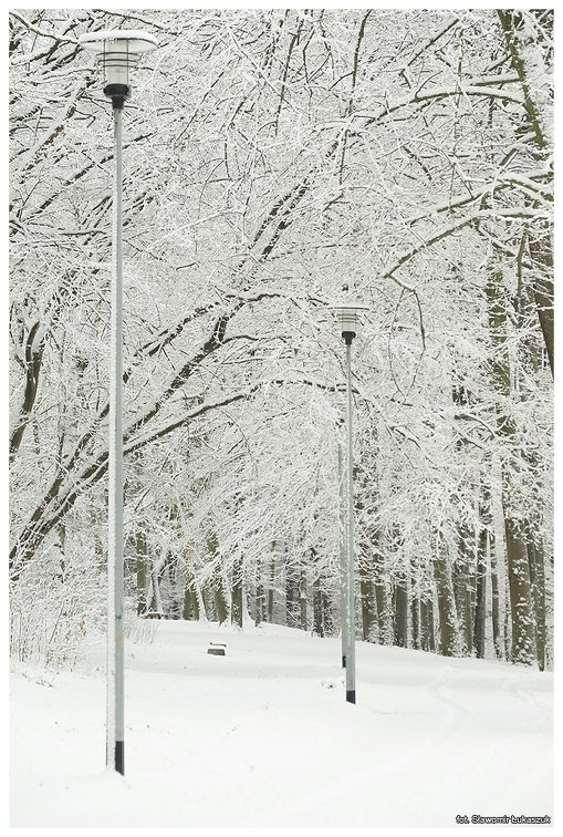 Park Chrobrego w zimowej szacie